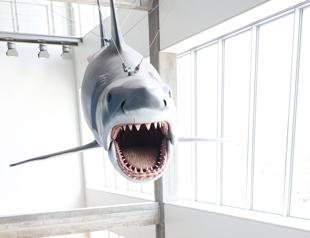 Jaws exhibit marks 50 years