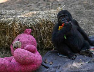 Baby gorilla to return to Nigeria after Istanbul airport rescue