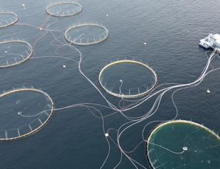 WTO’s global fisheries subsidy ban enters into force