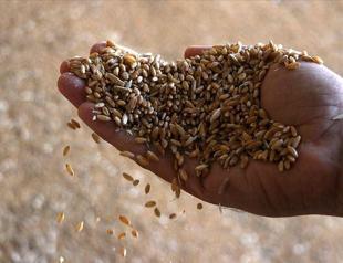 Türkiye targets top 5 in global seed market within decade