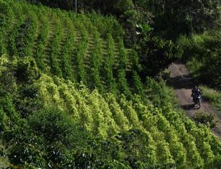 US decertifies Colombia as ally in drugs fight