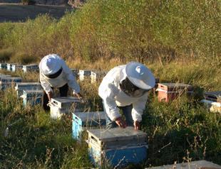 Generations of beekeepers keep Erzurum village buzzing