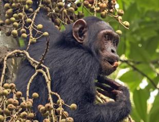 Chimps ingest alcohol daily: study