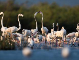 Scores of flamingos arrive in Bursa delta for winter