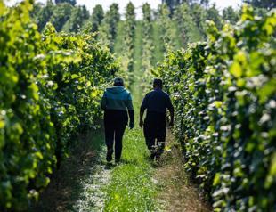Warmer climate boosts north German vineyards, for now