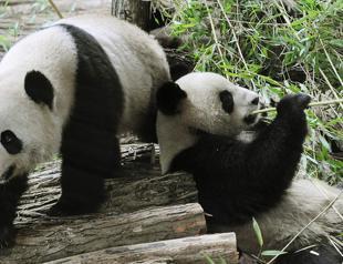 French zoo returns poorly panda and partner to China
