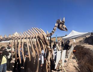 7.7-million-year-old tiger fossil unearthed in Kayseri