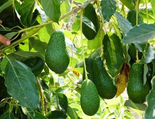 Climate and water shortages threaten avocado boom