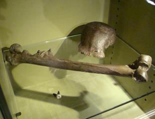 Dutch to return Java Man fossils to Indonesia