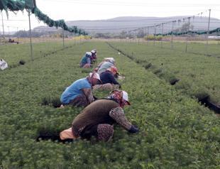 Center ramps up sapling production to reforest fire-hit regions