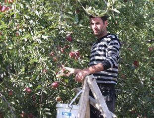 Apples flourish in remote village’s unique microclimate zone