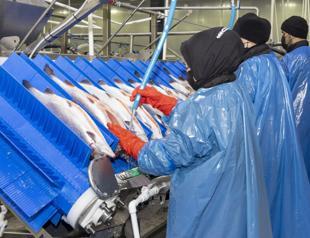 Salmon exports hit $369 million in nine months of 2025
