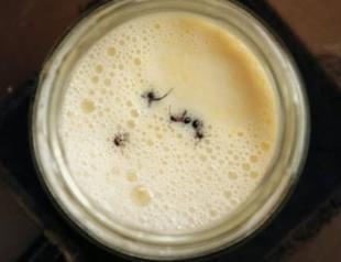 Scientists recreate ‘ant yogurt’ from traditional Turkish, Bulgarian recipe