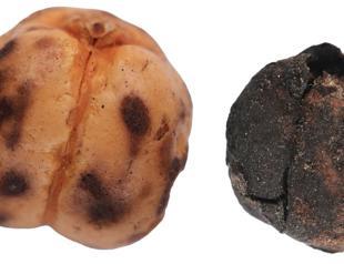 Ancient chickpeas, bread remains found during excavations