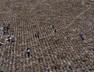 Graduate student conducts thesis research on local farmer’s field