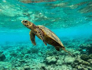 Worlds coral reefs crossing survival limit: global experts