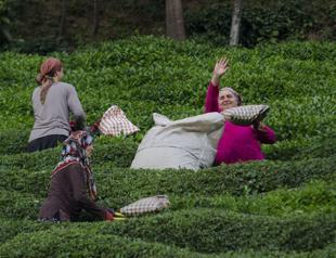 Turkish tea finds buyers in 112 countries