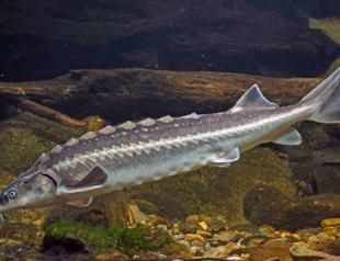 Black Sea city revives ancient sturgeon to reclaim spot in global caviar market