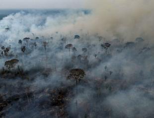 Australian rainforests ‘no longer a carbon sink’