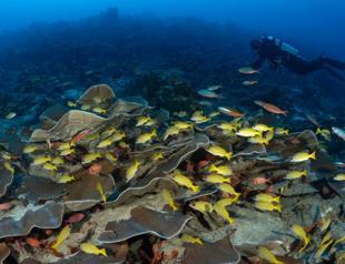 New reef in Indian ocean named after Turkish underwater photographer