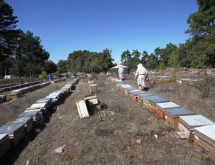 Turkish producers aim for pine honey exports