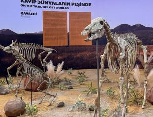 Ancient animal fossils restored with 3D printing