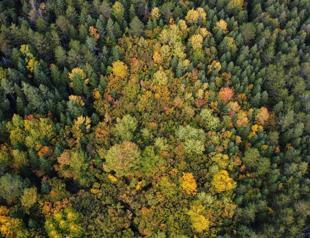 Türkiye launches ‘Green Homeland’ mobilization with year-long tree planting campaign