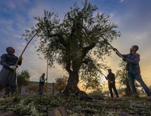 Olive production forecast at 2.45 million tons for 2025-2026
