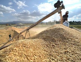 Crop output forecast shows decline in 2025