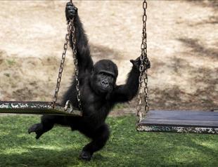 Baby gorilla rescued at Istanbul Airport to stay in Türkiye, officials say