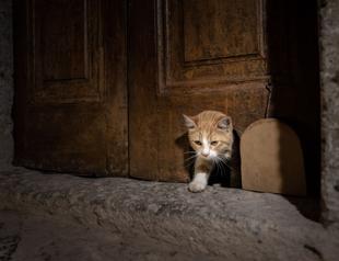 Topkapı Palace’s cat door reopens