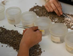 Bone tools, beads unearthed in Direkli Cave