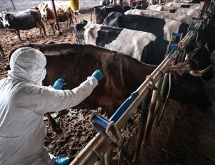 Foot-in-mouth disease outbreak under control, says ministry