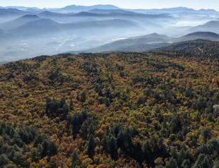 World’s only Kasnak oak forest under strict protection in Isparta