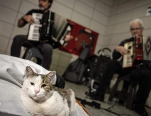 Street cat warms hearts at Sirkeci station