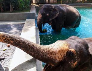 India’s mega-zoo under scrutiny for endangered species imports