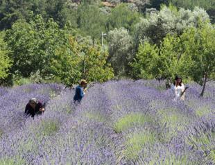 Large land lease secured for medicinal, aromatic plants