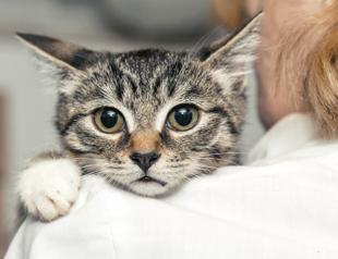 Istanbul court orders man to pay pet support after divorce