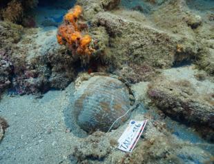 New discoveries expand Türkiye’s underwater heritage