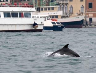Venice captivated by acrobatic dolphin that refuses to leave