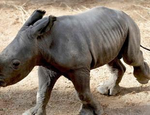 White rhino born at Spain zoo in conservation success