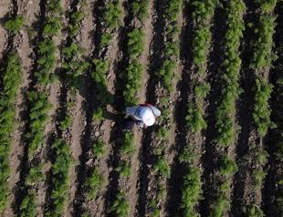 Türkiye ranks first worldwide in seven agricultural products