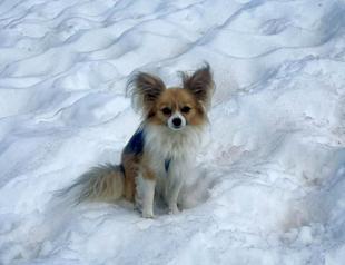 Most dogs have some wolf DNA, even chihuahuas