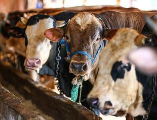 3,000 cattle stuck at sea for a month reach dry land in Libya