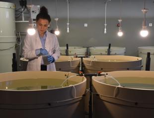 Team releases 120,000 juvenile turbots into Black Sea to support stocks