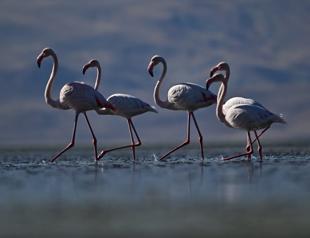 Flamingos become year-round residents in Van Lake