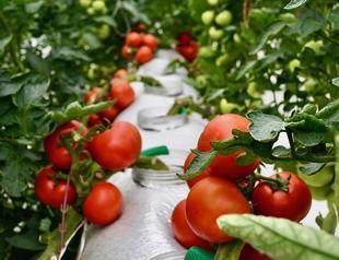 Organic farming production surpasses 1.3 million tons