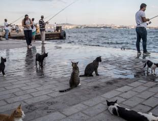 Cats meow more frequently to male owners, Turkish study finds