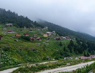 Black Sea steps up forest renewal as climate change hits iconic woodlands