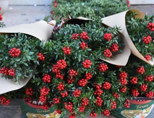 ‘Butchers broom’ bouquets fill Istanbul markets ahead of New Year